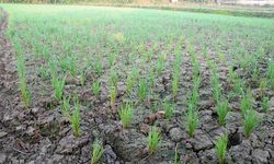 Petani di Sinjai Gagal Panen, Mentan Sarankan Mereka Ikut Asuransi