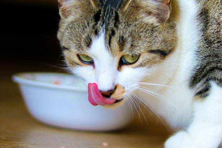 Ilustrasi kucing makan dengan mangkuk plastik.
