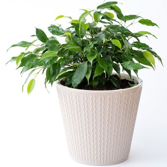 Ilustrasi tanaman beringin (Ficus benjamina) di dalam pot. 