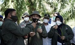 BRGM Rehabilitasi Mangrove di 9 Provinsi, Habiskan Rp 1,5 Triliun