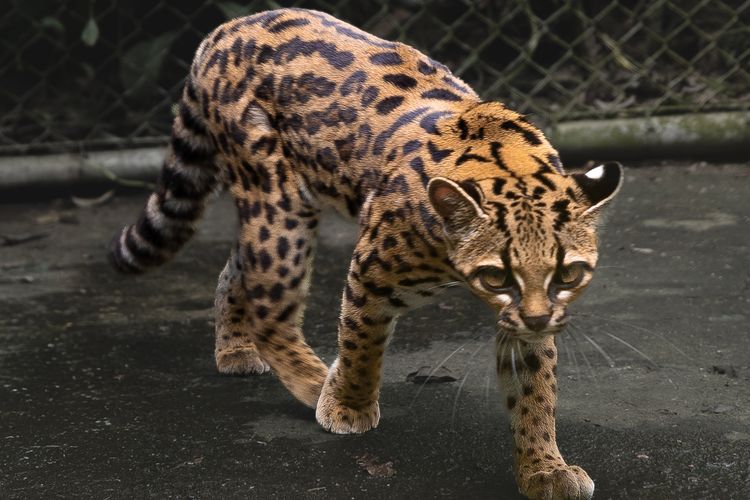 Berukuran Mungil, Spesies Kucing Liar Baru Ditemukan Setelah 100 Tahun