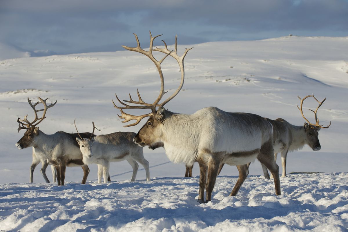 Ilustrasi perubahan iklim berdampak pada suhu di Kutub Utara yang kian menghangat. Ilmuwan menemukan dampaknya terhadap satwa liar di Arktik, salah satunya pada kawanan karibu (caribou), spesies rusa kutub di salah satu benua terdingin di Bumi.