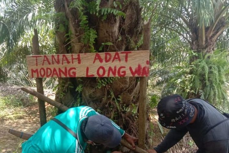 Tanah adat Modang Long Wai ditanami pohon kelapa sawit.