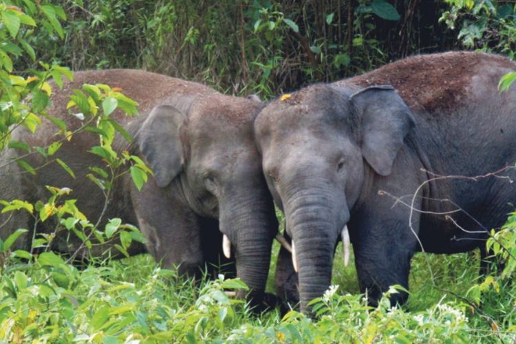Dua ekor gajah sedang bermain di pinggir Taman Nasional Bukit Tigapuluh, Kabupaten Tebo, Jambi