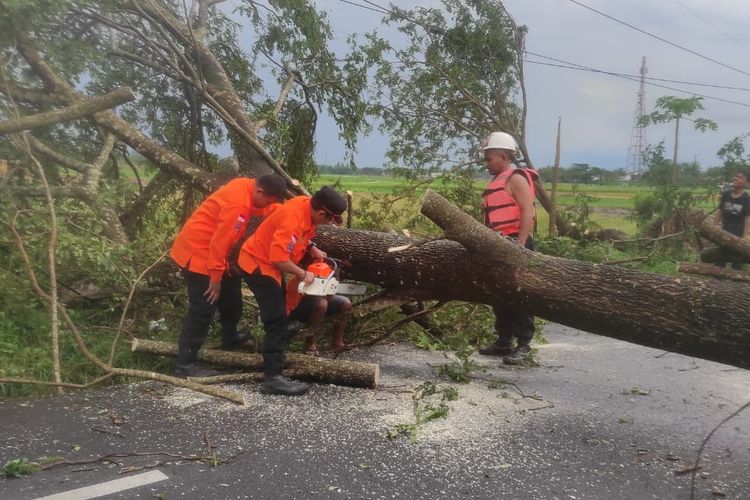 Petugas BPBD Jember membersihkan material pohon yang tumbang karena hujan deras disertai angin pada Senin (7/11/2022)