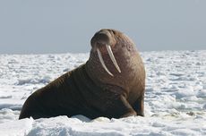 Mengenal Walrus, Kerabat Dekat Singa Laut dan Anjing Laut