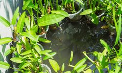 Cara Menanam Kangkung Aquaponik, Mudah dan Menguntungkan