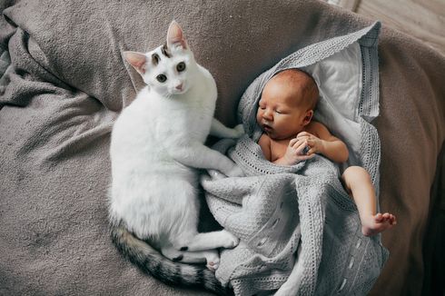 5 Cara Memperkenalkan Kucing pada Bayi Baru