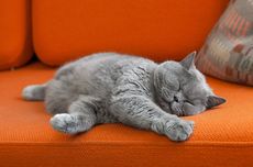 Bukan Sakit, Ini Alasan Kucing Tidur Terus