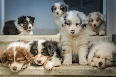 Penyebab Anak Anjing Menggonggong dan Cara Menghentikannya