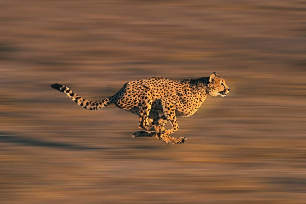 Ilustrasi cheetah, dikenal sebagai hewan tercepat di dunia. Cheetah bisa berlari dengan kecepatan 120 Km per jam.