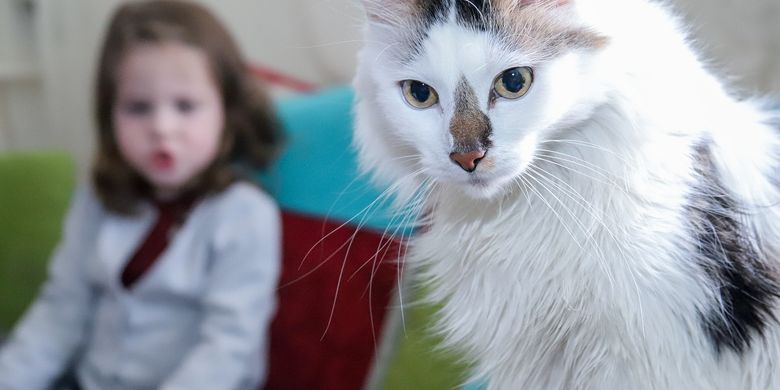 5 Ras Kucing yang Cocok untuk Anak-anak - Vimarsana News