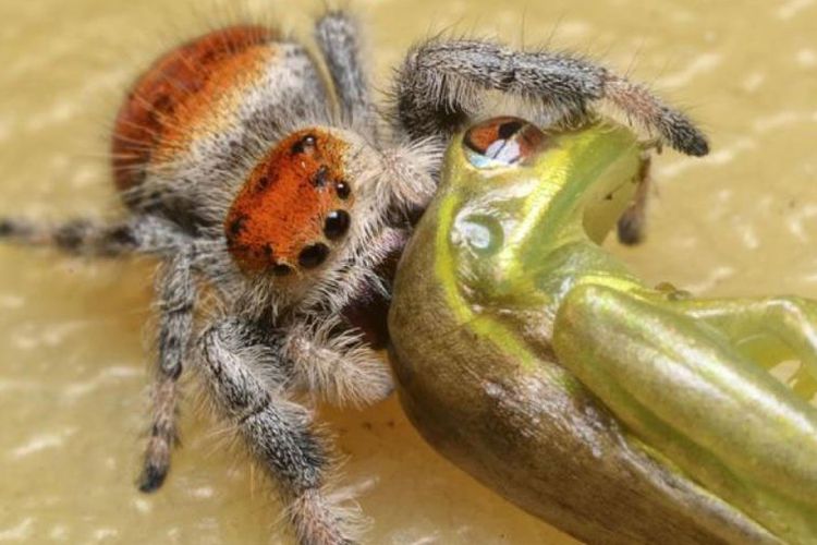 Laba-laba memangsa kadal yang besarnya tiga kali lipat dibanding tubuhnya.