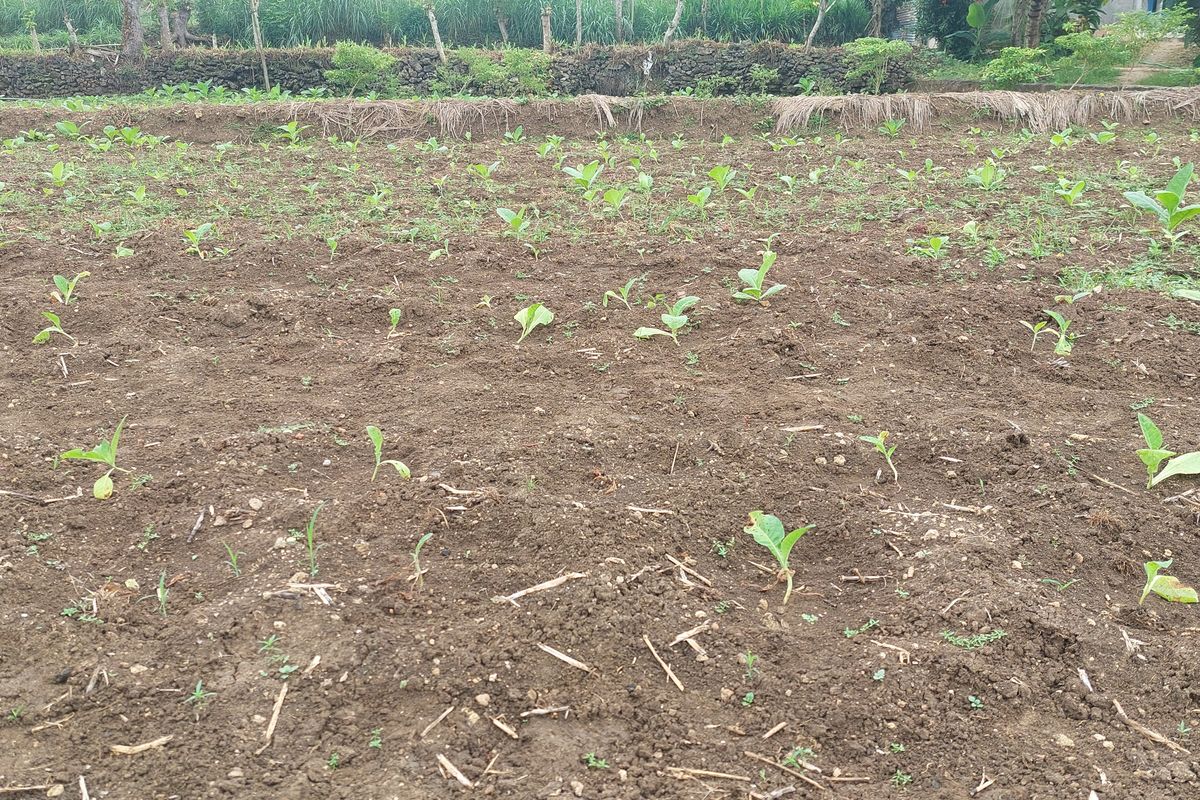 Lahan tembakai milik petani di Sumenep yang sempat gagal tanam. 