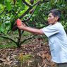 Muasal Kakao di Indonesia, Pohon dan Biji Beda Nama