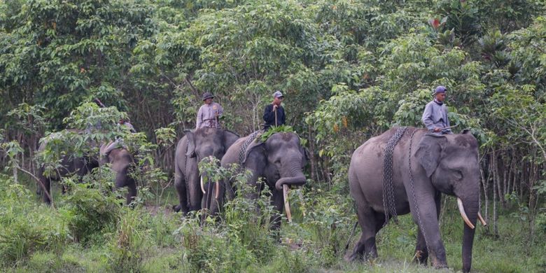 Mahout melatih gajah Sumatera (Elephas maximus sumatranus) jinak  di kamp Elephant Response Unit, Tegal Yoso, Taman Nasional Way Kambas, Lampung Timur, Sabtu (29/7/2017).  Gajah-gajah jinak milik Elephant Response Unit dilatih untuk digunakan mengatasi konflik gajah liar dengan warga di sekitar kawasan hutan Taman Nasional Way Kambas.