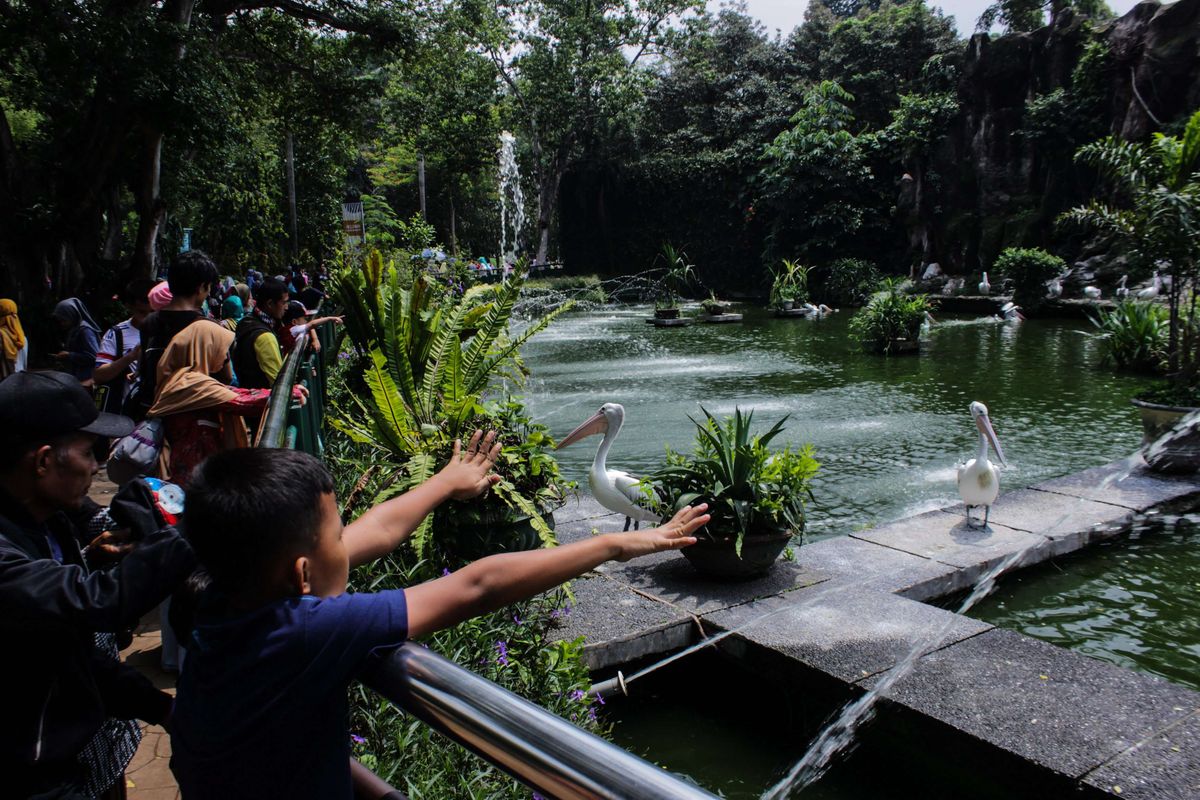 Pengunjung mengamati burung Pelikan (Pelecanus conspicillatus) saat berlibur di Taman Margasatwa Ragunan, Jakarta Selatan, Kamis (26/12/2019). Liburan Natal dan Tahun Baru 2019/20 dimanfaatkan sebagaian masyarakat untuk berkunjung ke sejumlah tempat wisata.