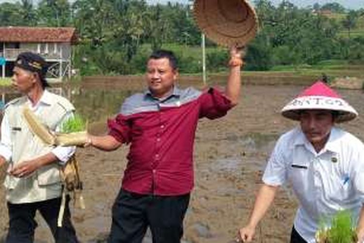 Bupati Tasikmalaya Uu Ruzhanul Ulum menanam padi organik di pesawahan Kecamatan Cisayong, Kabupaten Tasikmalaya, Jumat (8/4/2016).