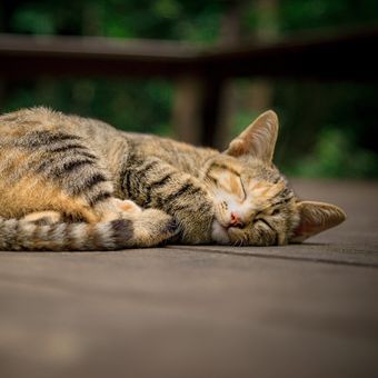 Penyebab Kucing Muntah Cairan Kuning Dan Cara Mengatasinya