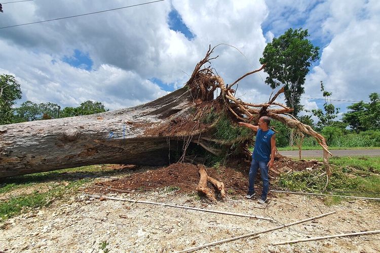 Pohon randu alas yang ambruk di Ngeposari, Semanu, Gunungkidul. Jumat (15/3/2024)
