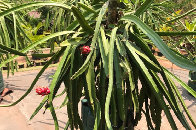 Ilustrasi menanam buah naga di pot