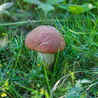 Ilustrasi jamur tumbuh di rumput atau kebun.