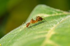 Ternyata Semut Bisa Deteksi Sel Kanker pada Manusia, Ini Penjelasannya