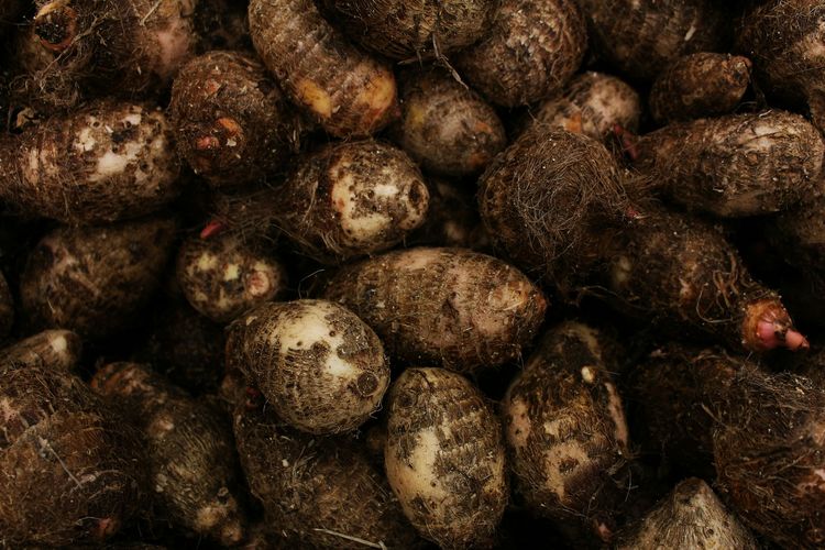 Mengenal Kimpul, Alternatif Pengganti Nasi yang Bergizi