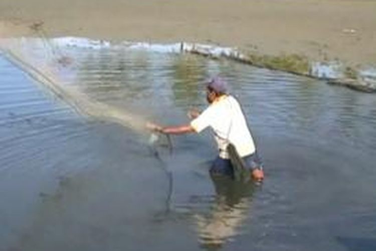 Kemarau panjang menyebabkan ratusan hektar tambak di tujuh kecamatan di Polewali Mandar gagal panen. Tambak-tambak mereka kekeringan. Sebagian petani terpaksa memanen dini hasil tambaknya.