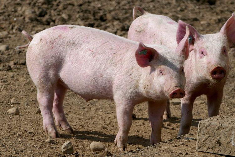 Foto : 6.000 Ekor Babi Tewas dalam Kebakaran di Kompleks Peternakan Ohio