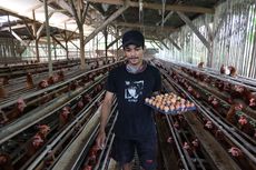 BERITA FOTO: Harga Telur Ayam Tembus Rp 31.000, Apa Penyebabnya?