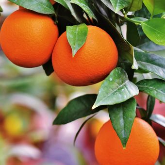 Ilustrasi tanaman buah jeruk. 