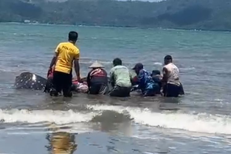 Polisi dan nelayan menyelamatkan hiu paus yang terdampar di pantai Cengkrong Desa Karanggandu Kecamatan Watulimo Kabupaten Trenggalek Jawa Timur, (03/10/2025).