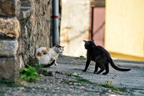 100-an Kucing Ditemukan Mati di Sebuah Rumah di Perancis