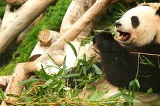 Kedatangan Panda ke Taman Safari Indonesia Diundur