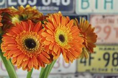 Cara Merawat Bunga Aster Gerbera di Dalam Ruangan 