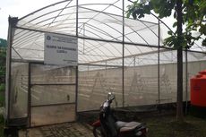 Greenhouse Marunda yang Diresmikan Jokowi, Hidup Segan Mati Tak Mau