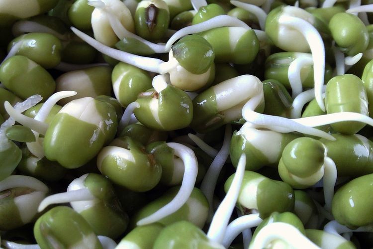 Kacang hijau yang mulai berkecambah menjadi taoge