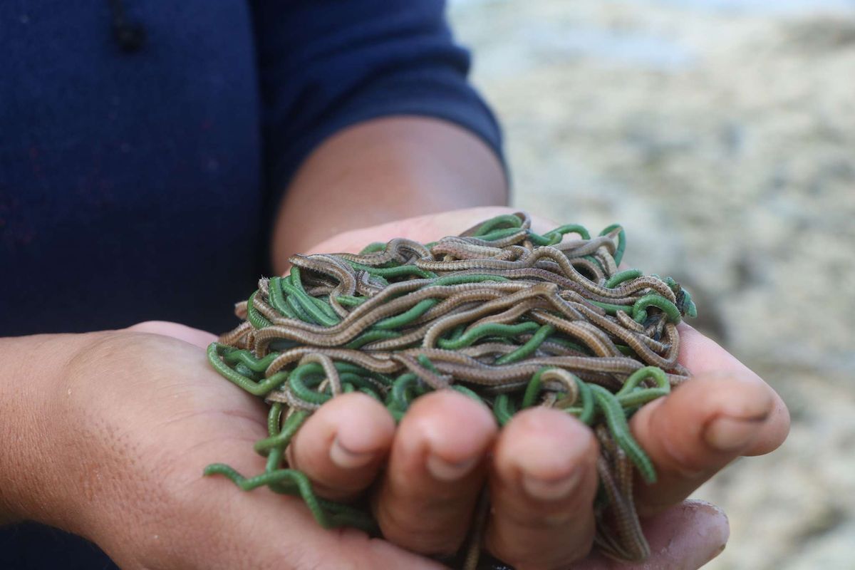 Penampakan nyale atau cacing laut yang ditangkap di Pantai Pondok Dende, Lombok Tengah, dan dipercaya sebagai jelmaan Putri Mandalika, Selasa (22/2/2022). Tradisi Bau Nyale digelar tiap tahun oleh masyarakat Suku Sasak di sepanjang pantai selatan Pulau Lombok pada tanggal 20 bulan 10 penanggalan Suku Sasak, yang tahun ini jatuh pada 22 Februari 2022.