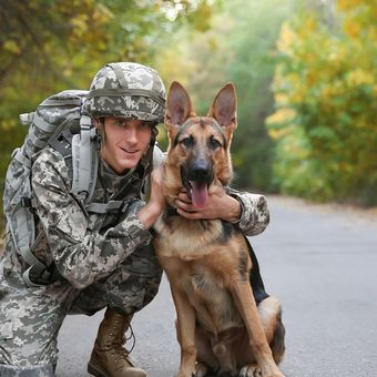 Ilustrasi ras anjing German Shepherd yang banyak digunakan untuk membantu tugas militer dan polisi. 