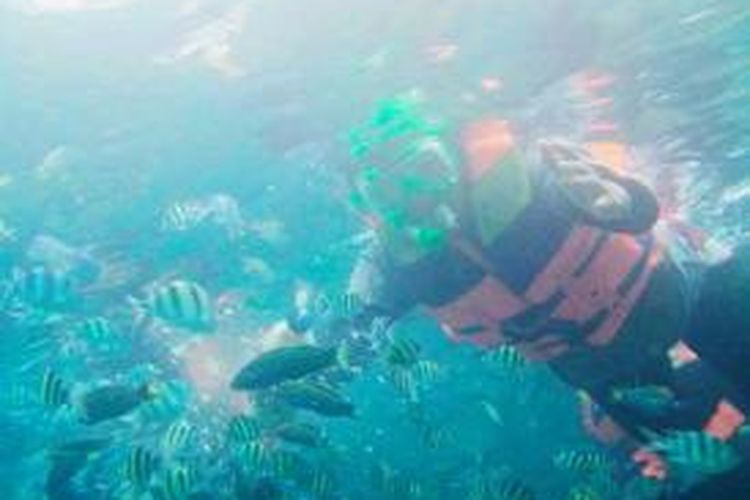 Pemandu wisata di Kepulauan Seribu, Jakarta, menyediakan kamera untuk memotret pengunjung yang sedang snorkeling. Dengan demikian, pengunjung bisa mengabadikan pengalamannya di dalam air. Foto ini merupakan salah satu hasil jepretan kamera dalam air milik pemandu wisata.
