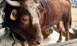Pemprov Papua Cek Kondisi Sapi Kurban dari Presiden Jokowi