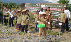 Bawang Merah Organik Potensial di Jembrana, Kembang Hartawan: Ke Depan Kita Kembangkan