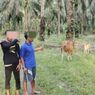 Curi Sapi di Riau, 2 Pelaku Ditangkap Korban dan Warga Saat Hendak Jual Hewan Curiannya
