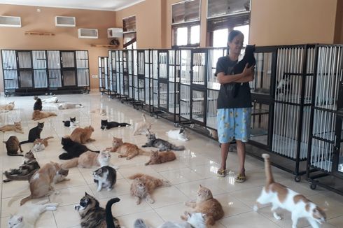 Kisah Tuti, Ibu dari 100 Kucing Telantar di Denpasar: Ambil di Jalan hingga Tebus ke Orang Lain