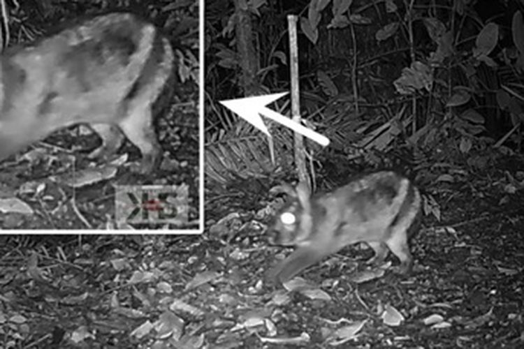 Kelinci Belang Sumatera tertangkap kamera jebak yang dipasang oleh tim peneliti Universitas Negeri Padang.