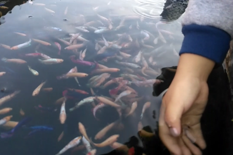 Ikan cupang di sentra ikan cupang Kelurahan Ketami, Kota Kediri, Jawa Timur.