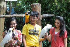 7 Wahana The Jungle Bogor, dari Bird Park sampai Tower Slide