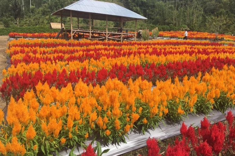 Wisata Taman bunga Di Desa Suban Ayam, Kabupaten Rejang Lebong, Bengkulu