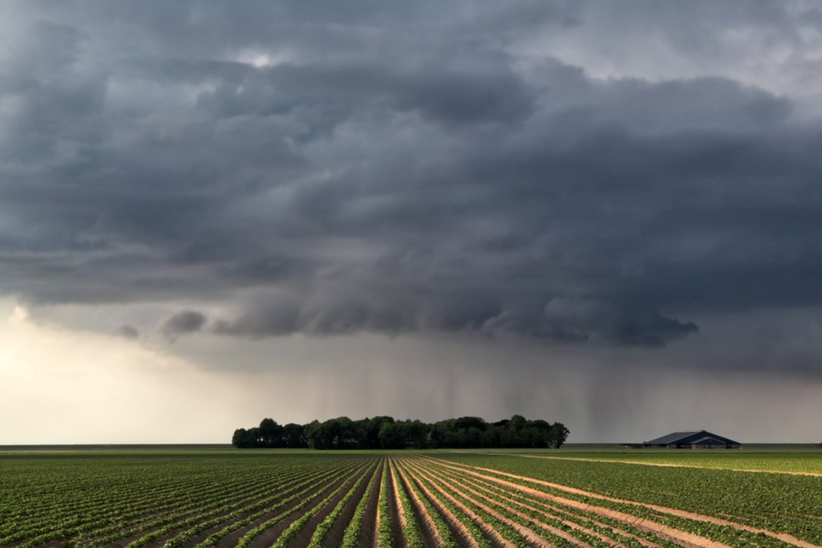 Ilustrasi langit mendung, langit gelap, hujan deras di daerah pertanian.